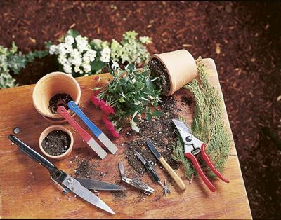 Garden care in June